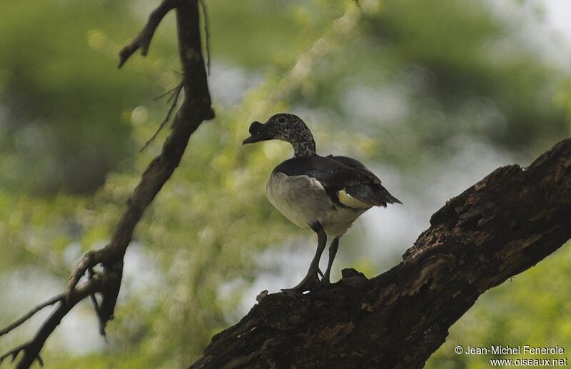 Knob-billed Duck