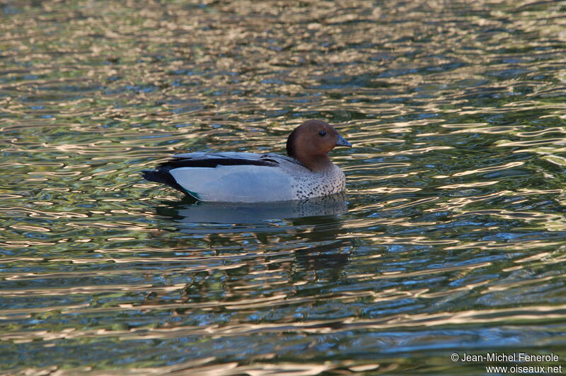 Canard à crinière mâle adulte