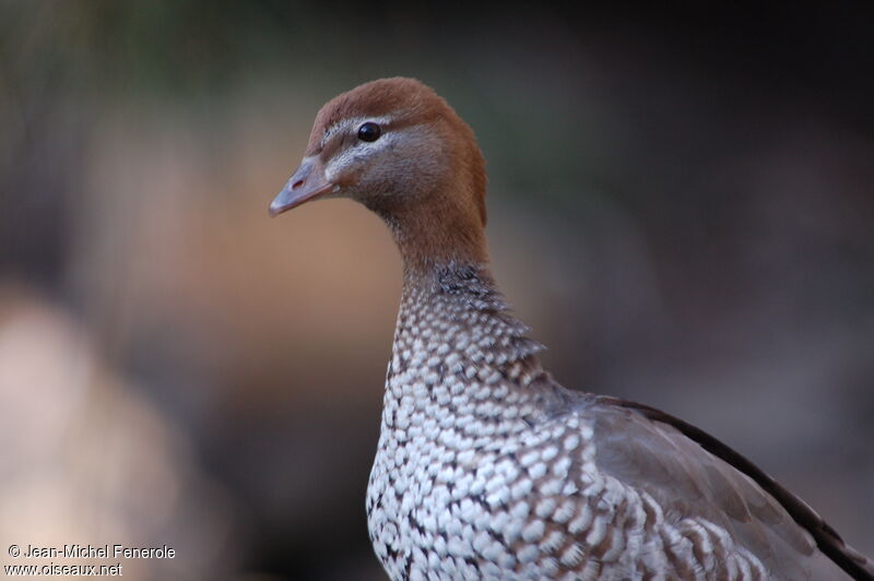 Canard à crinière femelle adulte