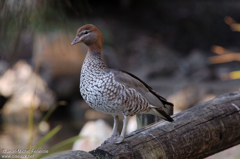 Canard à crinière femelle adulte