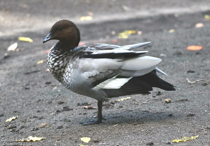 Maned Duck