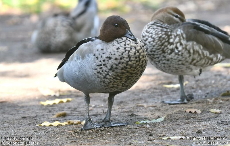 Canard à crinière