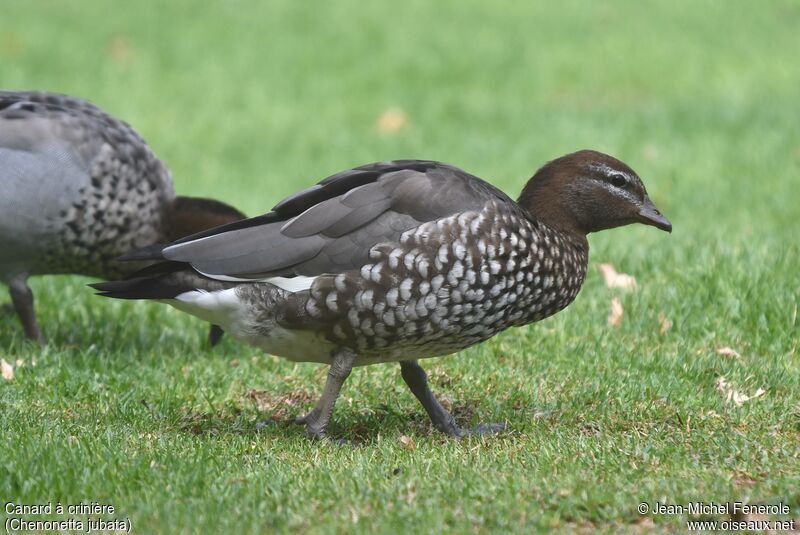 Canard à crinière femelle