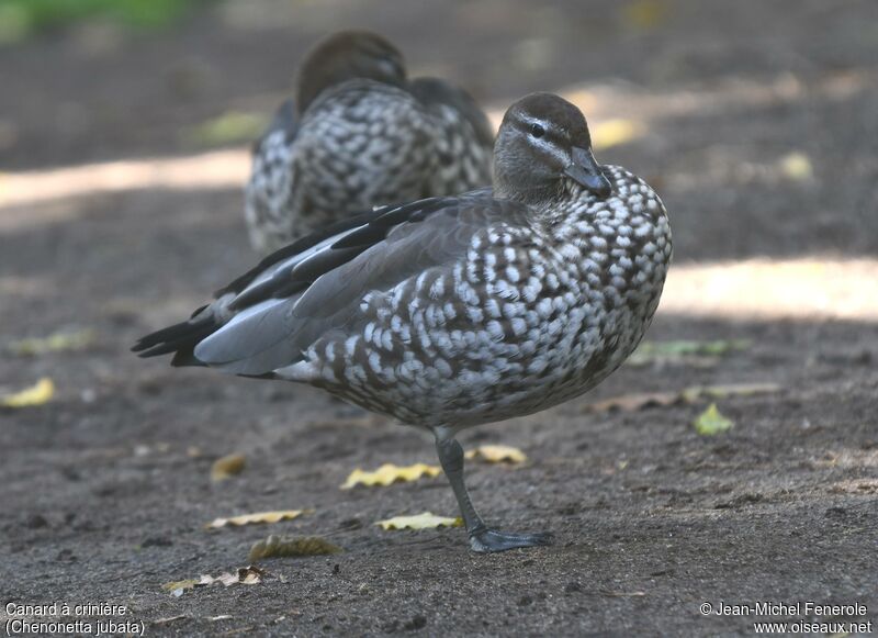 Canard à crinière femelle