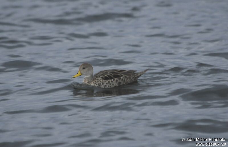 Yellow-billed Pintail