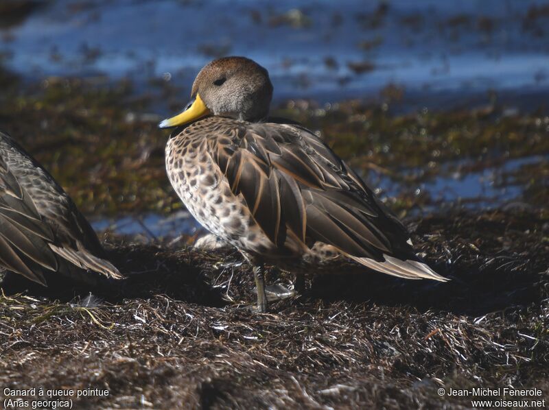 Yellow-billed Pintail