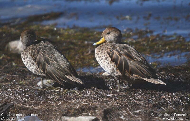 Yellow-billed Pintail