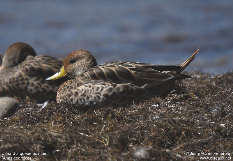 Yellow-billed Pintail