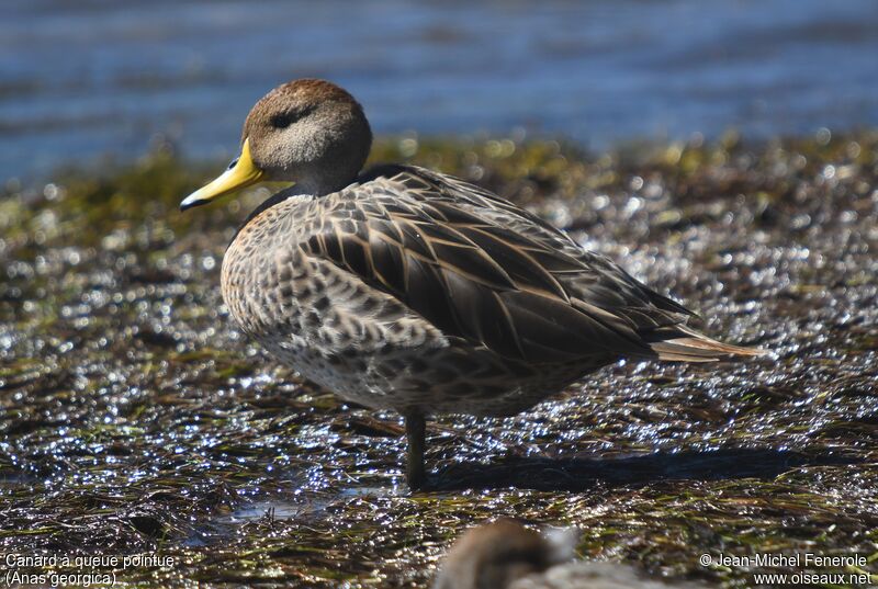 Yellow-billed Pintail