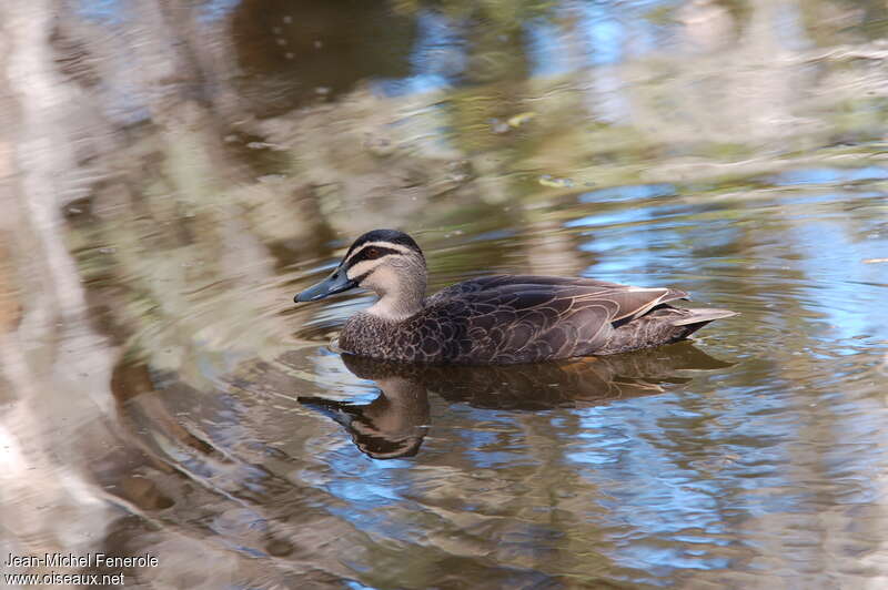 Canard à sourcilsadulte, nage