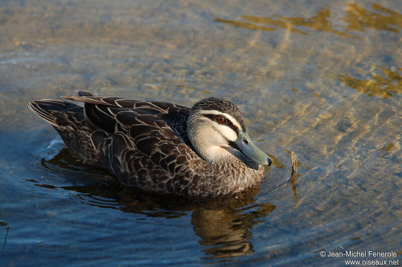 Canard à sourcils