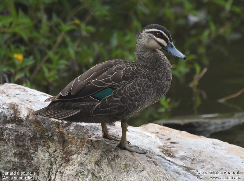 Pacific Black Duck