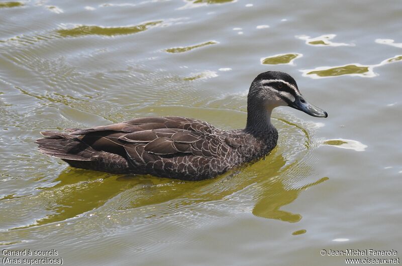 Pacific Black Duck