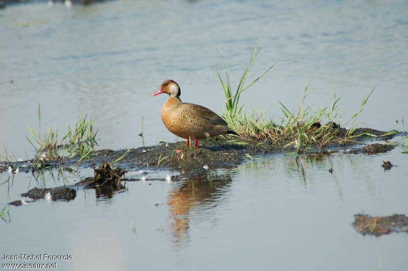 Canard amazonette mâle adulte nuptial, habitat, pigmentation