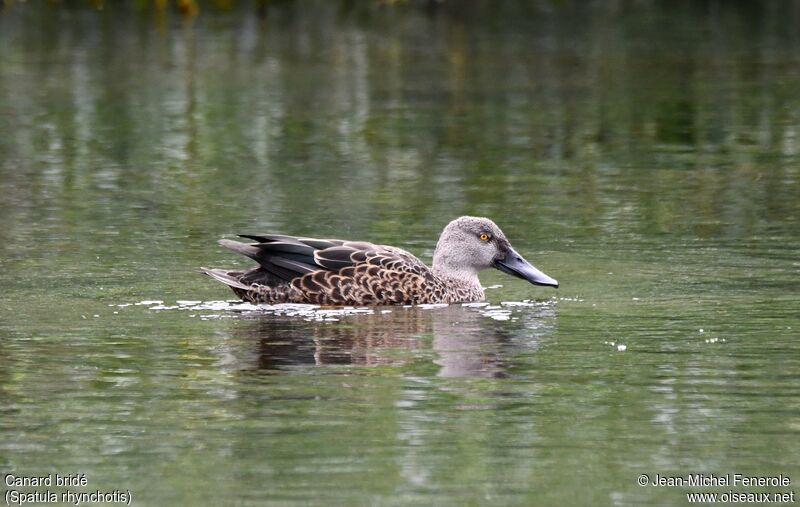 Canard bridé