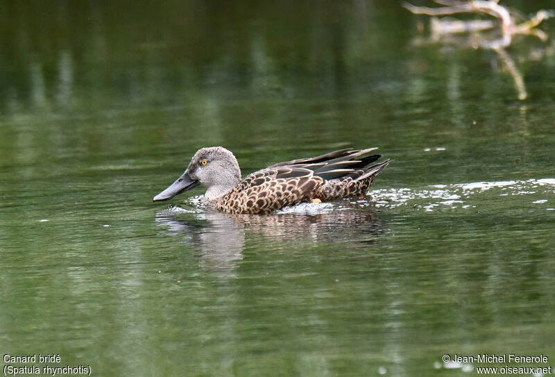 Canard bridé