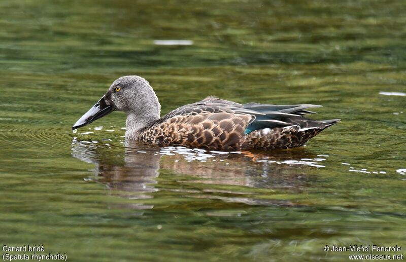 Canard bridé