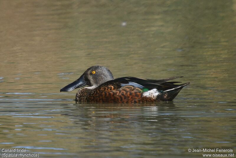 Canard bridé