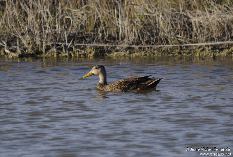 Mottled Duck