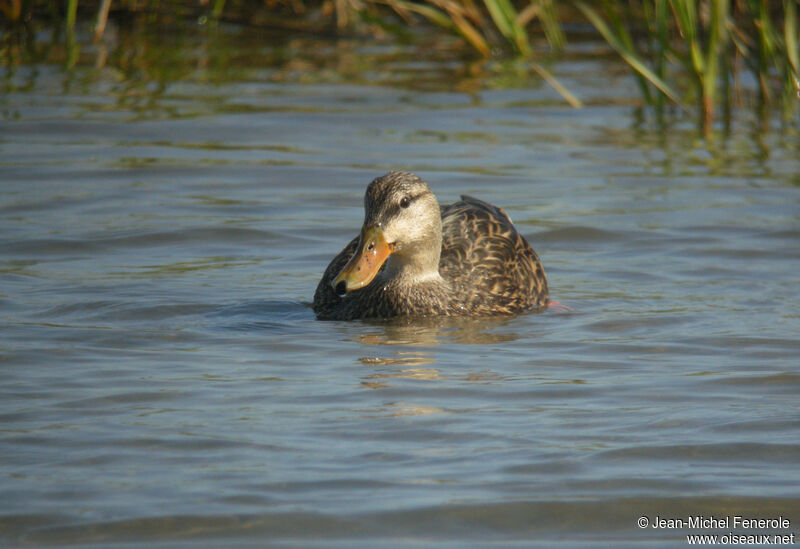 Mottled Duck