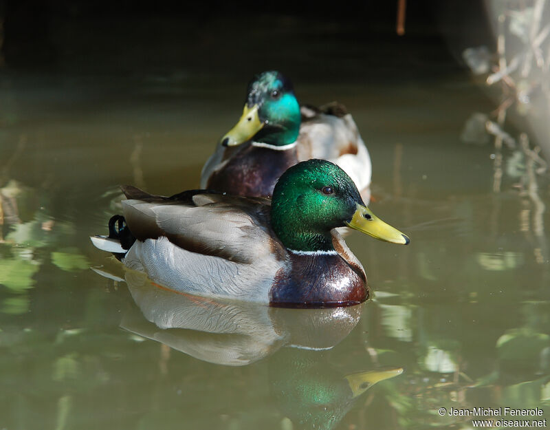 Canard colvert