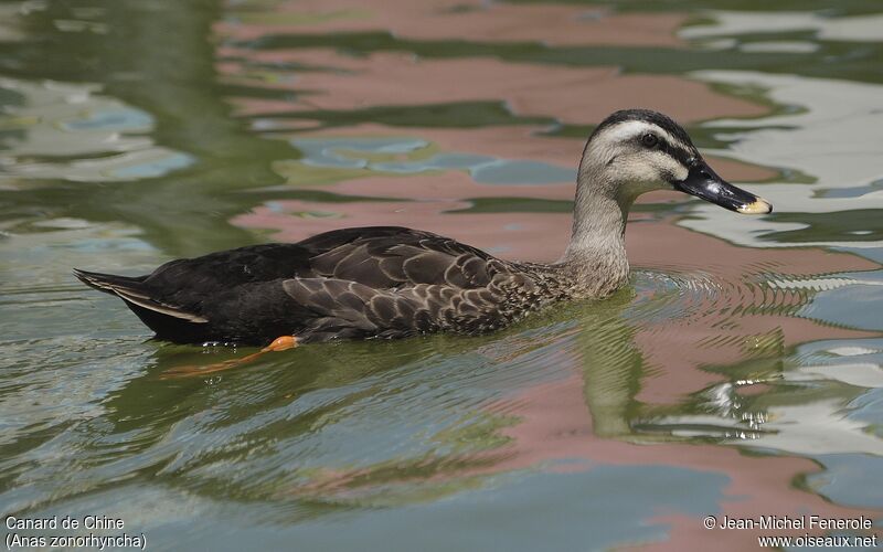 Canard de Chine