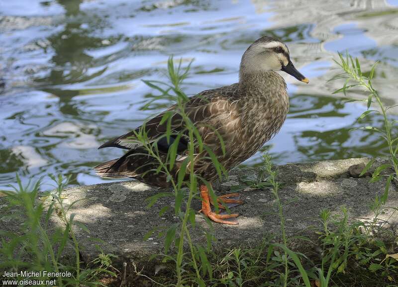 Eastern Spot-billed Duckadult, identification