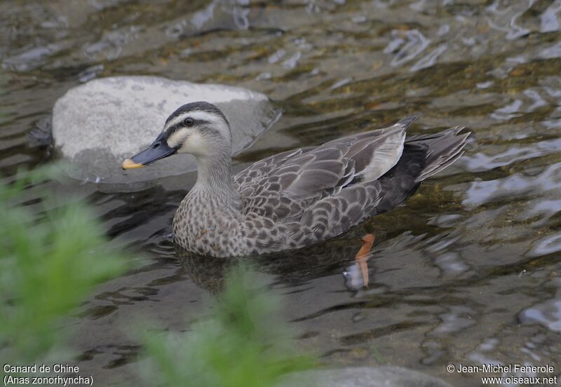 Eastern Spot-billed Duck