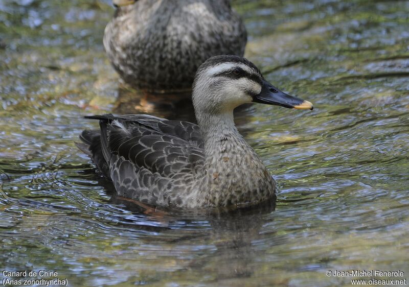 Canard de Chine