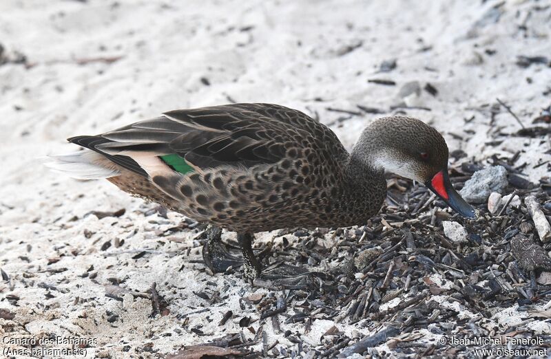 White-cheeked Pintail