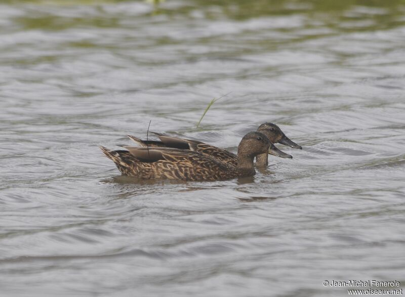 Canard des Hawaï