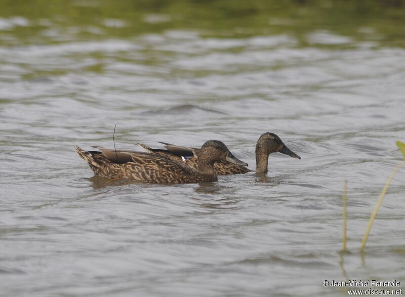 Canard des Hawaï