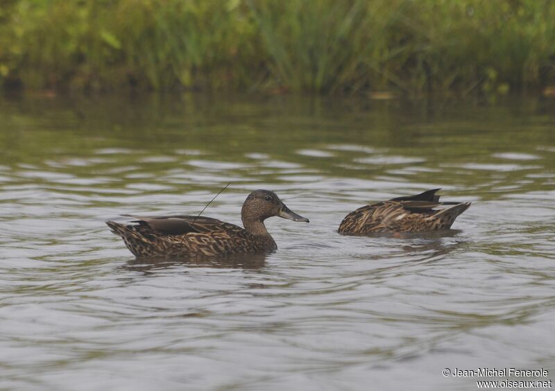 Hawaiian Duck