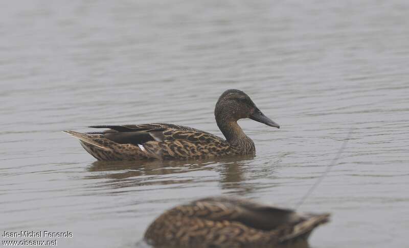 Canard des Hawaï