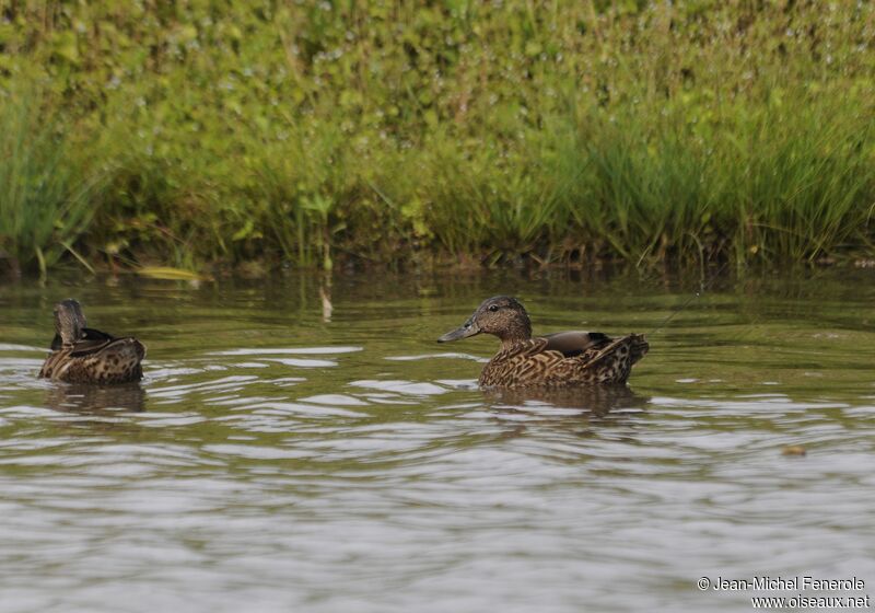 Canard des Hawaï