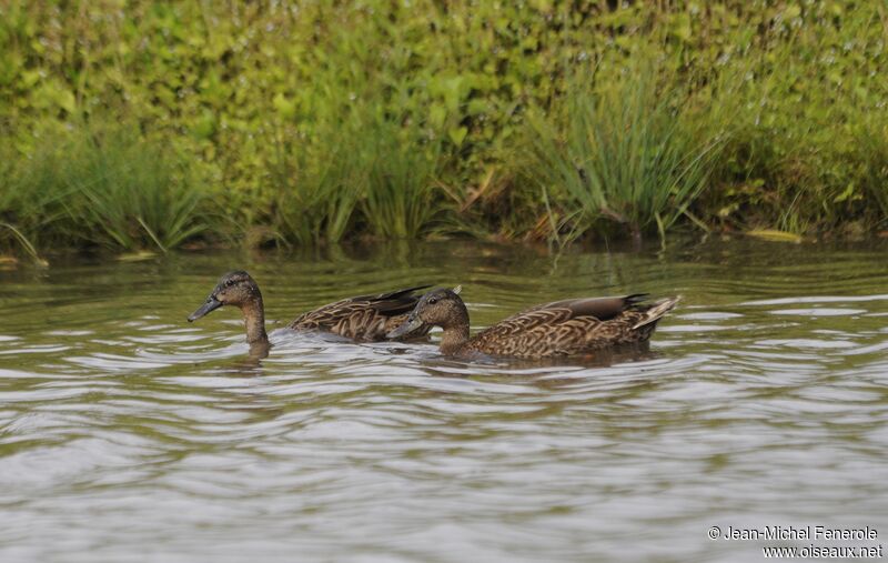 Canard des Hawaï