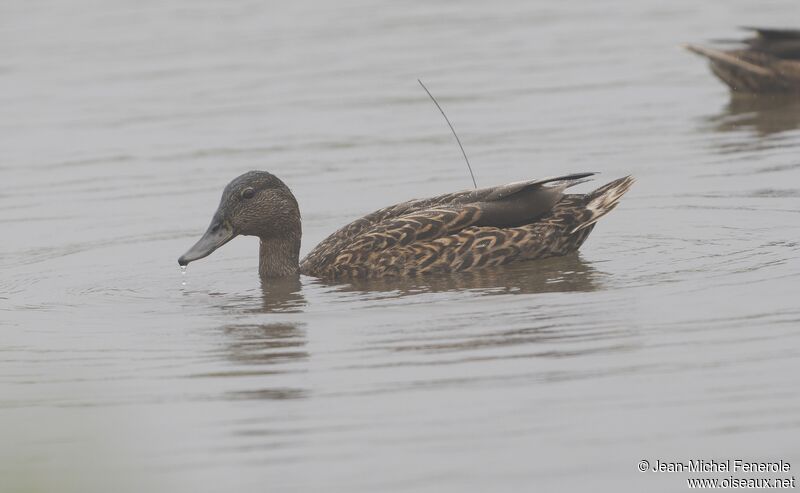 Hawaiian Duck