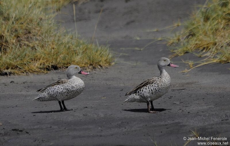 Canard du Cap