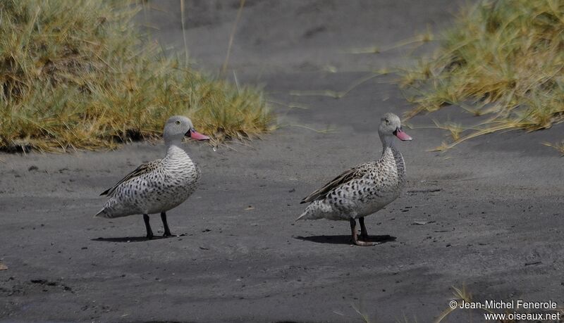 Cape Teal