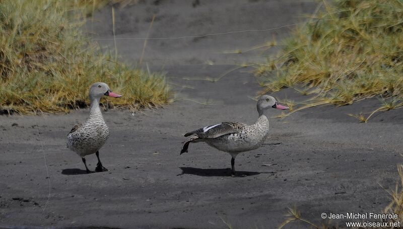 Cape Teal