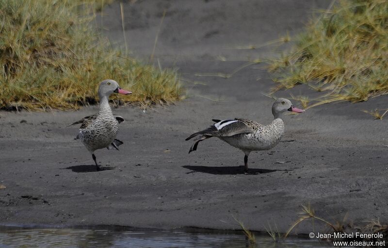 Cape Teal