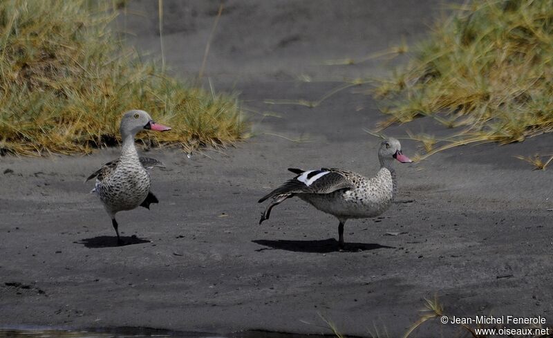 Cape Teal