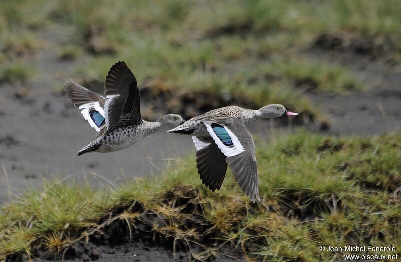 Cape Teal