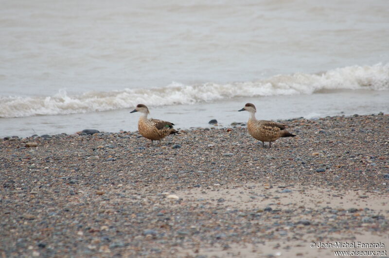 Canard huppé adulte internuptial