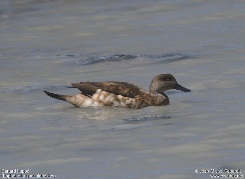 Canard huppé