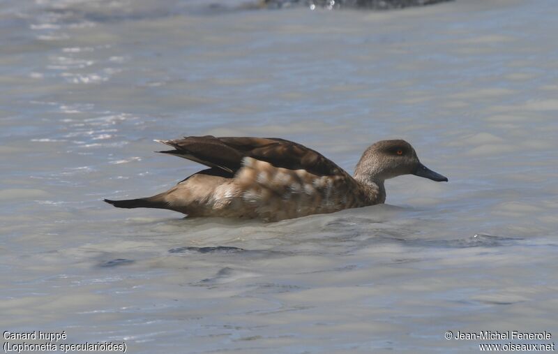 Canard huppé