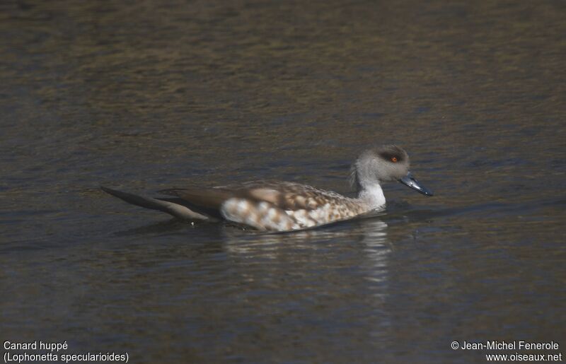 Crested Duck