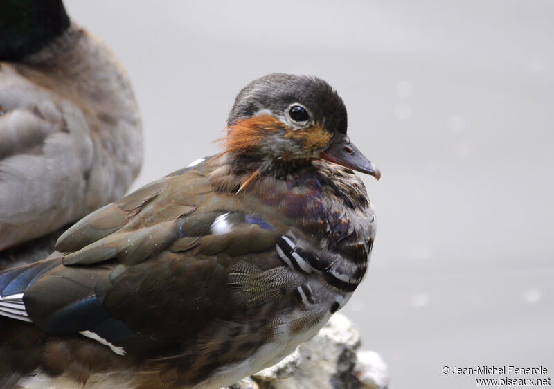 Canard mandarin