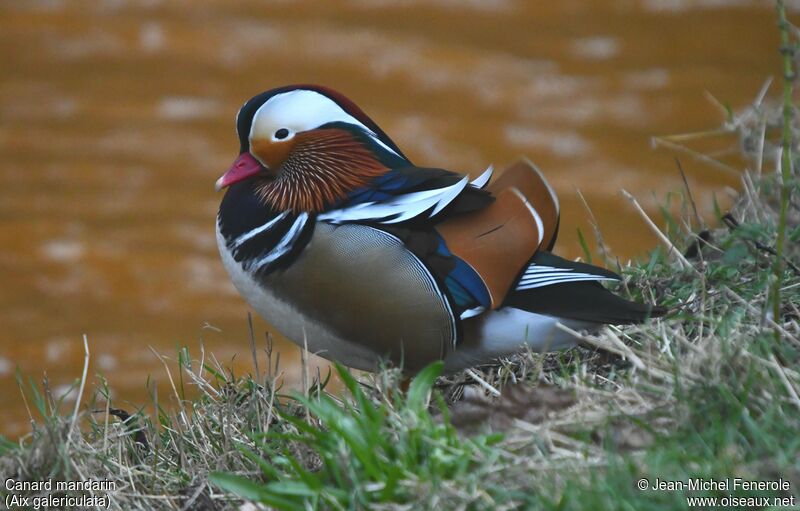 Mandarin Duck