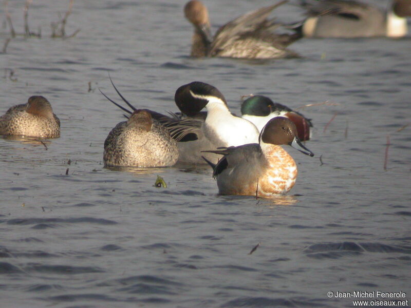 Canard pilet